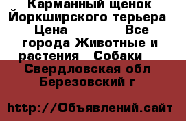 Карманный щенок Йоркширского терьера › Цена ­ 30 000 - Все города Животные и растения » Собаки   . Свердловская обл.,Березовский г.